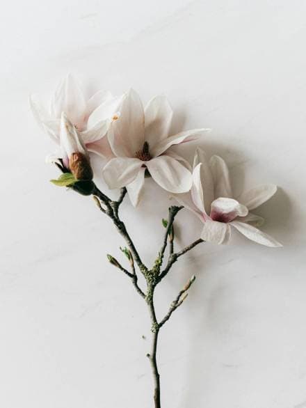Delicate botanical still life